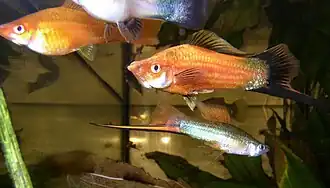 Xiphophorus hellerii