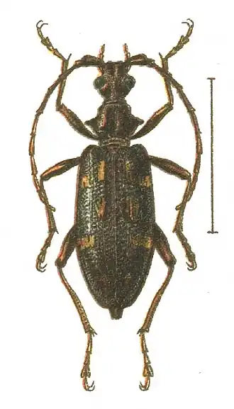 Xylosteus spinolae