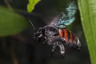 Fêmea de X. frontalis en voô em Ubatuba, Brasil.