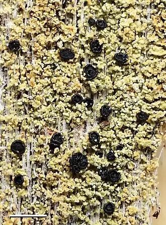 Barra de escala: 1 mm