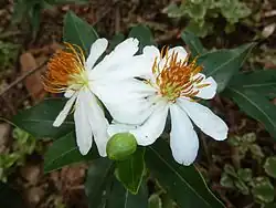 Xylotheca kraussiana.