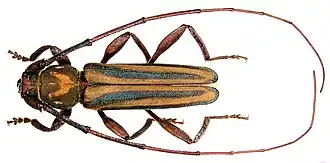 Xystrocera dispar