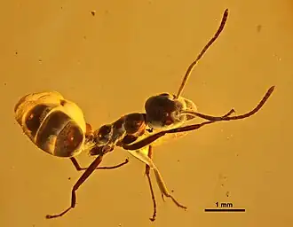 Yantaromyrmex geinitzi trabalhadora