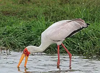 Cegonha-de-bico-amarelo