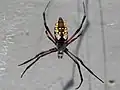 Argiope aurantia