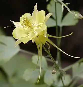 Aquilegia flavescens