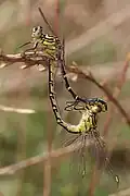 Pair of Yellow Striped Hunters mating