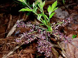 Xanthorhiza simplicissima