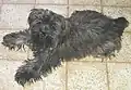 Yorkipoo, um cruzamento entre yorkshire com poodle