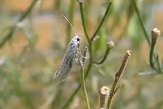 Yponomeuta evonymellus