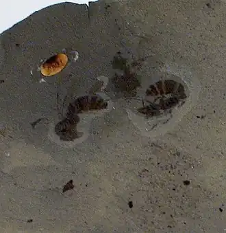 Fósseis de Ypresiomyrma rebekkae