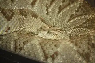 Cascavel-mesoamericana (Crotalus simus)