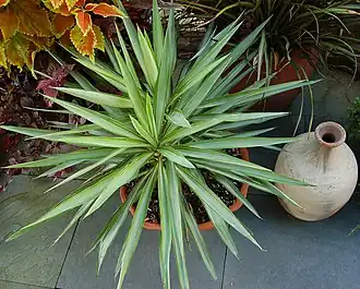 Yucca elephantipes
