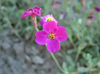 Aubrieta deltoidea