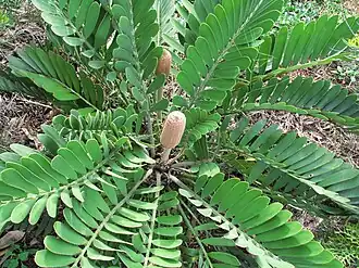 Zamia furfuracea