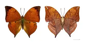 Vista superior (esquerda) e inferior (direita) de Zaretis itys (ex Anaea itys),[4][6] cujo tipo nomenclatural fora coletado no Suriname.[4]