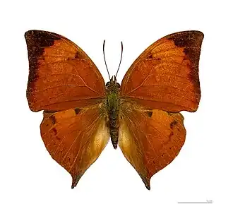 Vista superior do macho de Z. itys.