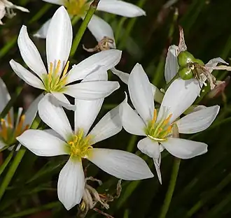Zephyranthes candida, a carapitaia