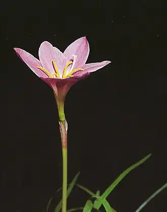 Flor de Zephyranthes sylvatica
