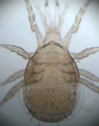 Zercoseius spathuliger.