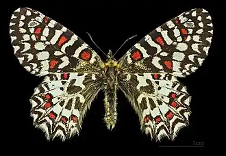 Vista dorsal do macho