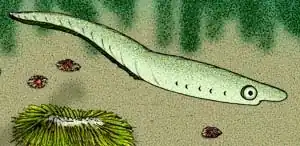 Imagem meramente ilustrativa da espécie Zhongjianichtys rostratus, a única pertencente ao gênero Zhongjianichthys.