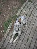 Texas Heeler, cruzamento entre boiadeiro australiano com Pastor Australiano