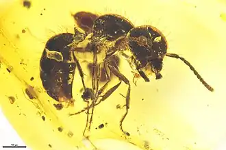 Zigrasimecia hoelldobleri trabalhadora