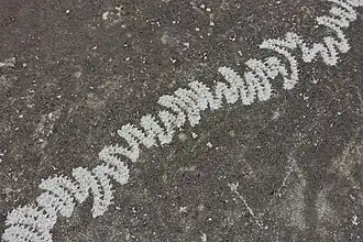 Padrão em zigue-zague no rastro de um caracol europeu.