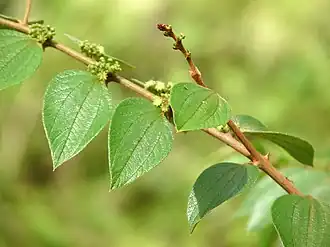 Ziziphus oenopolia