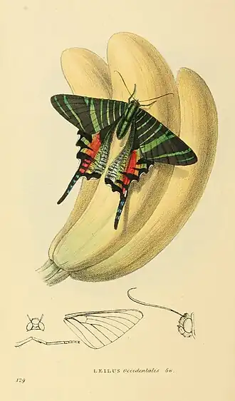 Gravura de 1829 mostrando a extinta Urania sloanus, da Jamaica.