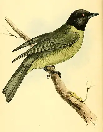Carpornis melanocephala, ilustração de 1820 no Zoological illustrations de William John Swainson