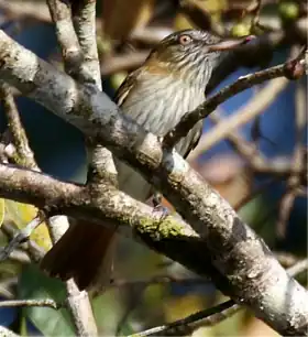 Espécime avistado em Belize