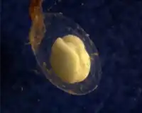 neurula de tritão-marmoreado