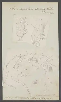 Iconografia zoológica mostrando os apêndices e corpo de um ostracodo