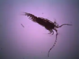 Espécime masculino de Epischura lacustris