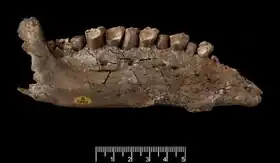 Holótipo NHMUK PV R 2998 em vista lateral