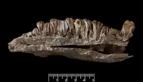 Holótipo NHMUK PV R 2998 em vista medial