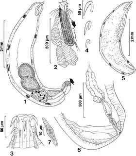 Neoechinorhynchus (Hebesoma) spiramuscularis