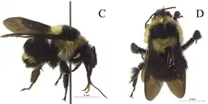 Vistas lateral (C) e dorsal (D) do Holótipo