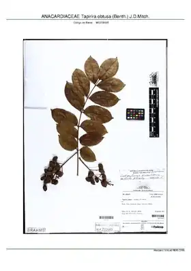 Amostra colhida em 2013, Vitória do Xingu, Pará - Brasil, Sítio Belo Monte.