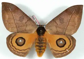 A. abdominalis por Daniel Herbin