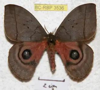 A. altapazia por Ron Brechlin