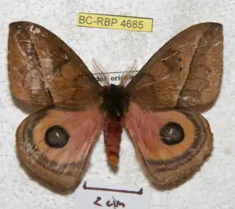 A. alticola por Ron Brechlin