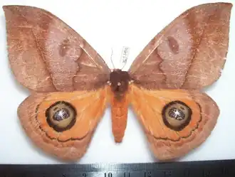 A. amoena amoena por Thibaud Decaens