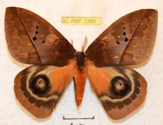 A. boops por Ron Brechlin