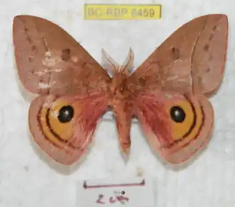 A. boudinotiana por Ron Brechlin