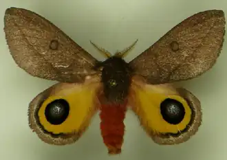 A. castrensis por Carlos Mielke