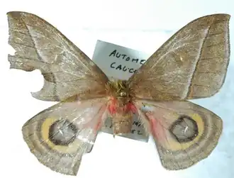 A. caucensis por Daniel Herbin