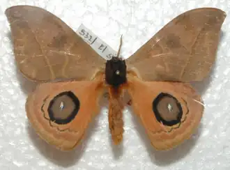 A. c. chacona por Arturo Munos Saravia.